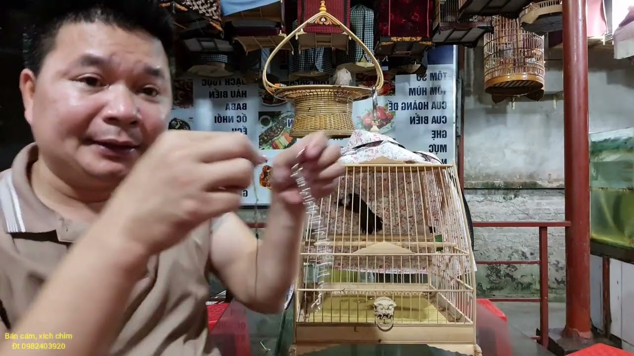 Đâu là lối thoát cho chào mào ngoái ngửa // hãy giúp chim//