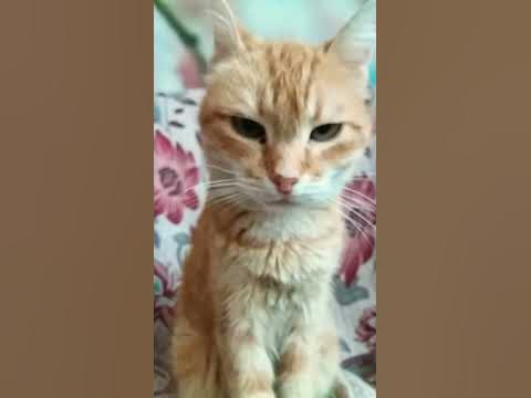 коты китаици - YouTube