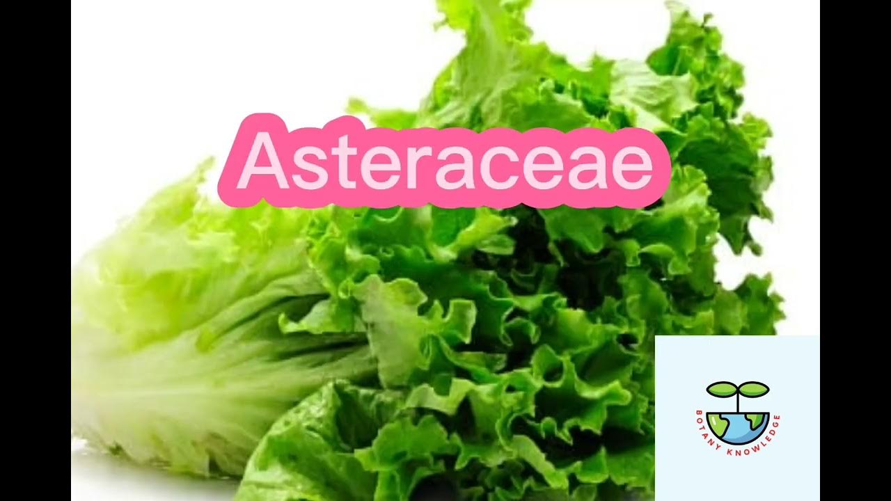 Classification of lettuce YouTube