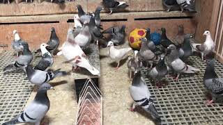 Par.2 Puii Deparazitarea Puilor Extern Intern 9052020 Tulbiță Valentin