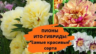 Лучшее украшение для сада: пионы ИТО-гибриды