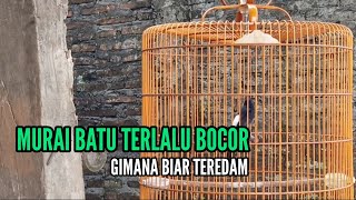 Download Lagu Terlalu Bocor, Gimana Agar Teredam? || Bengkel Murai Batu MP3