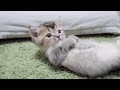 I found a bored kitten Kiki, so I played a prank