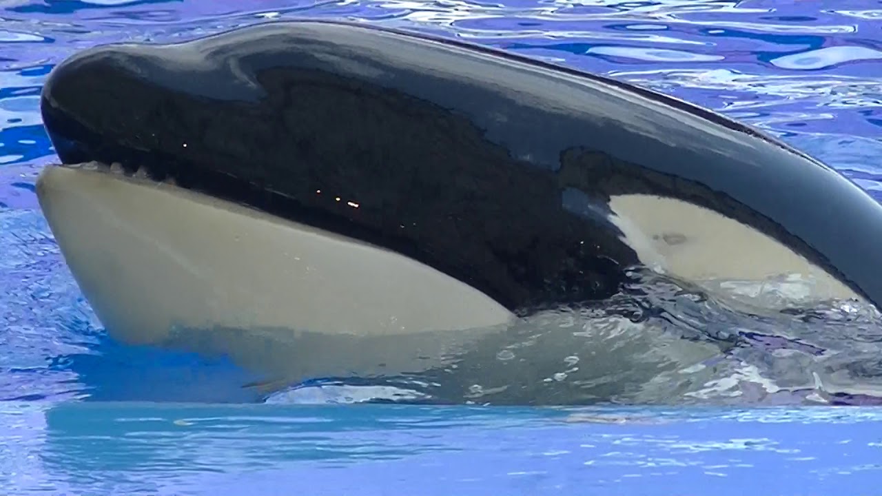 Orca Training Session - April 4, 2019 - Port of Nagoya Aquarium