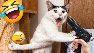 Try Not To Laugh  New Funny Cats And Dogs Video