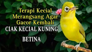 CIAK KECIAL KUNING BETINA TERAPI KECIAL MERANGSANG AGAR GACOR KEMBALI
