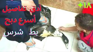 بط بط بط  أدق التفاصيل ?