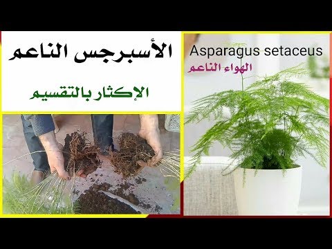 فيديو: حديقة السرخس - كيفية النمو والعناية بحديقة السرخس في الهواء الطلق