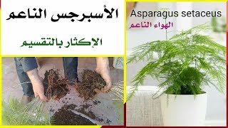 نبات زينة للمبتدئين، الاسبرجس الناعم Asparagus setaceus (العناية و الإكثار بالتقسيم)   سهل جدا