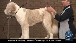 Free Preview: How To Groom A St. Bernard Doodle   Routines