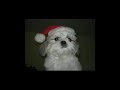 Prettige Feestdagen en een gelukkig 2009