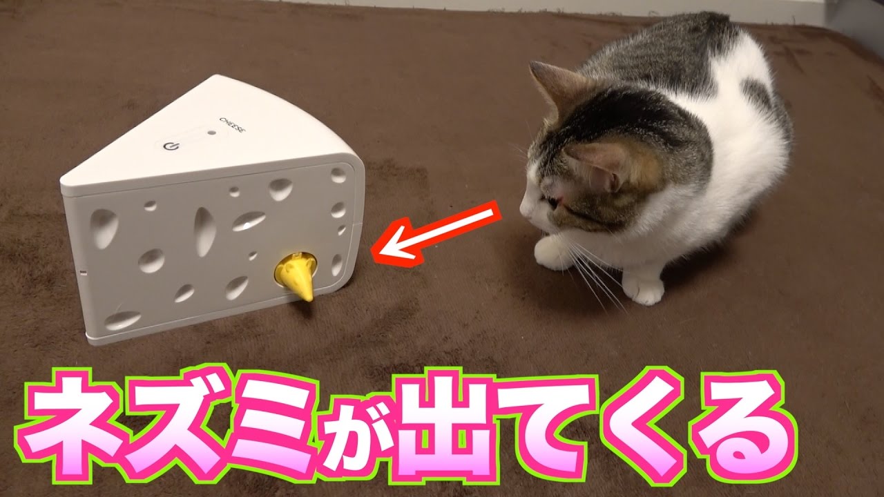 一人遊びおもちゃ チーズからネズミが飛び出す フローリーキャット Youtube