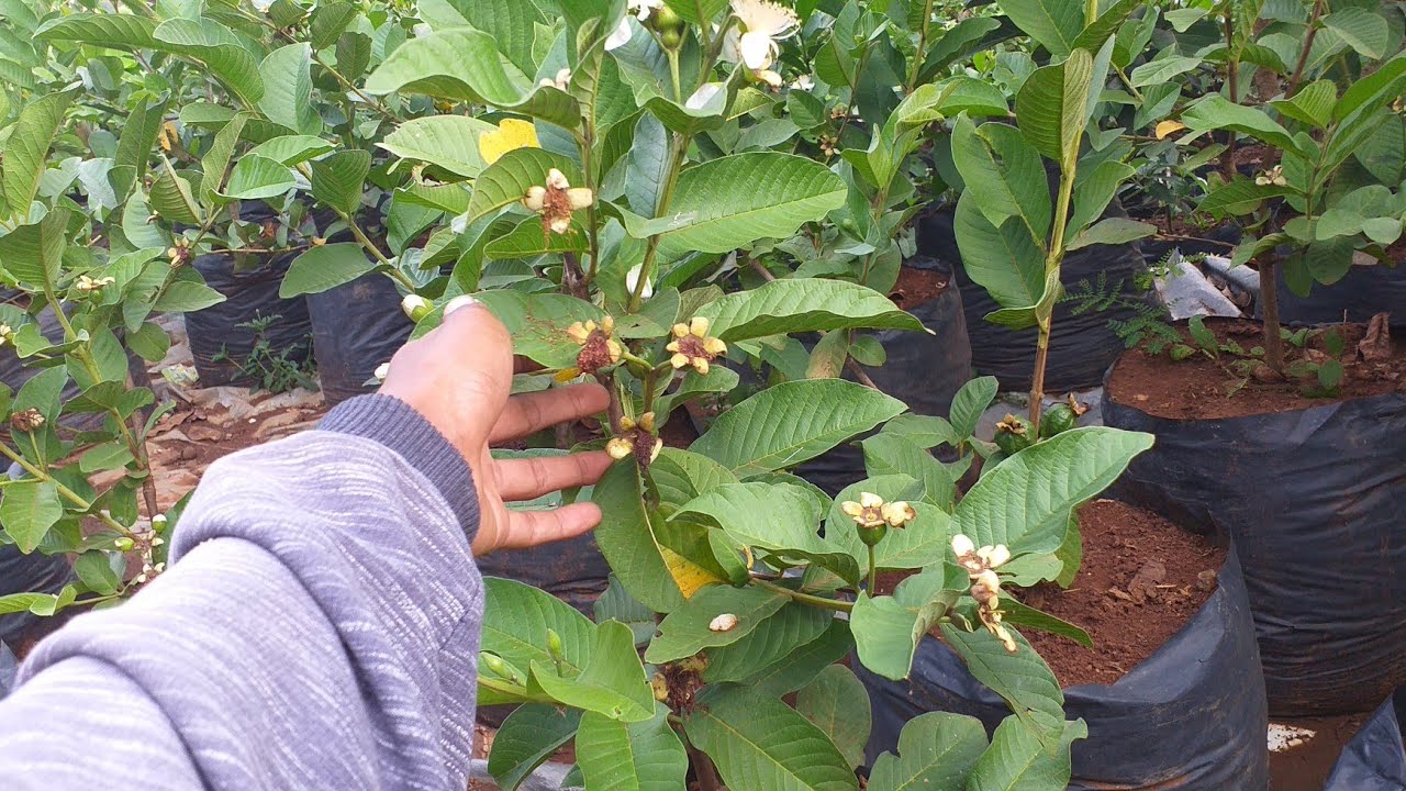 100 jambu kristal dalam pot berbuah banyak mantap 
