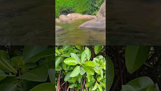 #islands ✨💥🌴 #shorts #trending #viral #island #nature #sea #fish #vlog