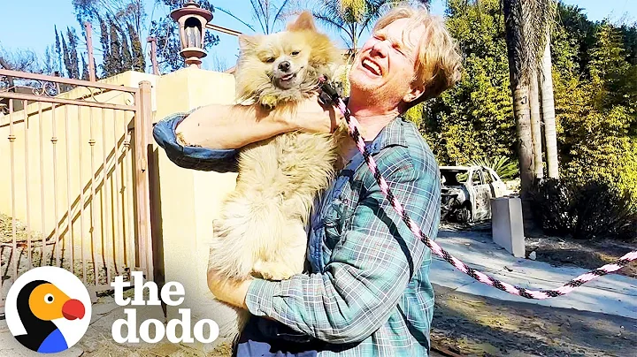 Man Reunites With Lost Dog After Palisades Fire | The Dodo