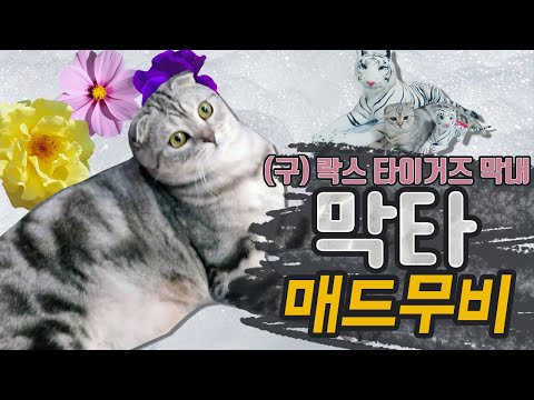 [노철이네 고먐미들] 막타 매드무비 (고양이 자랑영상 주의)
