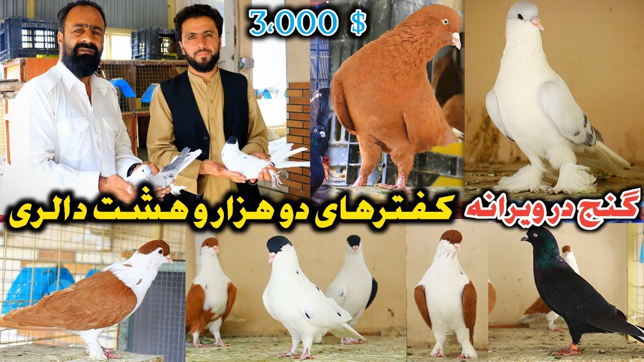 Сокровище в руинах | Голубь за 2800 тысяч долларов | Я не продавал голубя #DoubleLeft за 1800 дол...