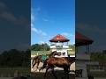 KUDA PACU JALAN PAGI || SLOW MOTION || 📍Gelanggang Bukit Ambacang || #slowmotion #viral #horseracing