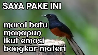 terapi murai batu macet bunyi plus pemasteran 