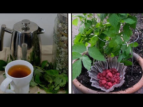 Growing raspberries in pots