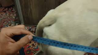 اندازه گیری طول بدن در سالوکی Saluki body length measurement by Persian greyhound Saluki 7 views 3 months ago 7 seconds