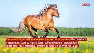 Un gang de tueurs de chevaux sévit dans différents coins de France