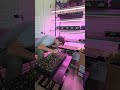 Seedling Maintenance