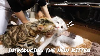 INTRODUCING CATS FOR THE FIRST TIME || CUTE CAT REACTION VIDEO | TheMingmingCo. by TheMingmingCo. 1,510 views 3 years ago 2 minutes, 56 seconds