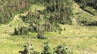 Hikers encounter grizzly in Glacier National Park