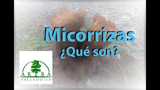 Micorrizas, ¿qué son?