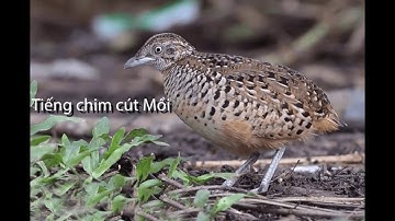 Tiếng chim cút mồi 2020