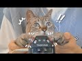 猫による猫の手ASMR🐱バイノーラル【音フェチ】