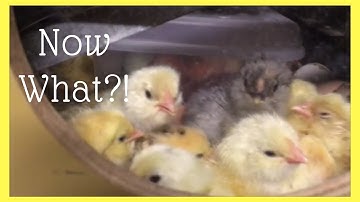 Now What?!  Setting Up the Brooder - Brooding Chicks!