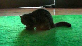 Dida's game.avi screenshot 4