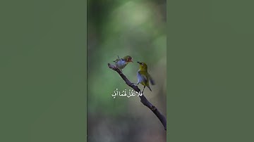 المنشاوي - تلاوة خاشعة || فلا تقل لهما أف ولا تنهرهما