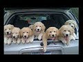 Funny and Cute Golden Retriever Puppies Compilation #3 - Cutest Golden Retriever