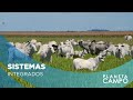 Como melhorar a produtividade dos animais através da integração lavoura pecuária | Planeta Campo
