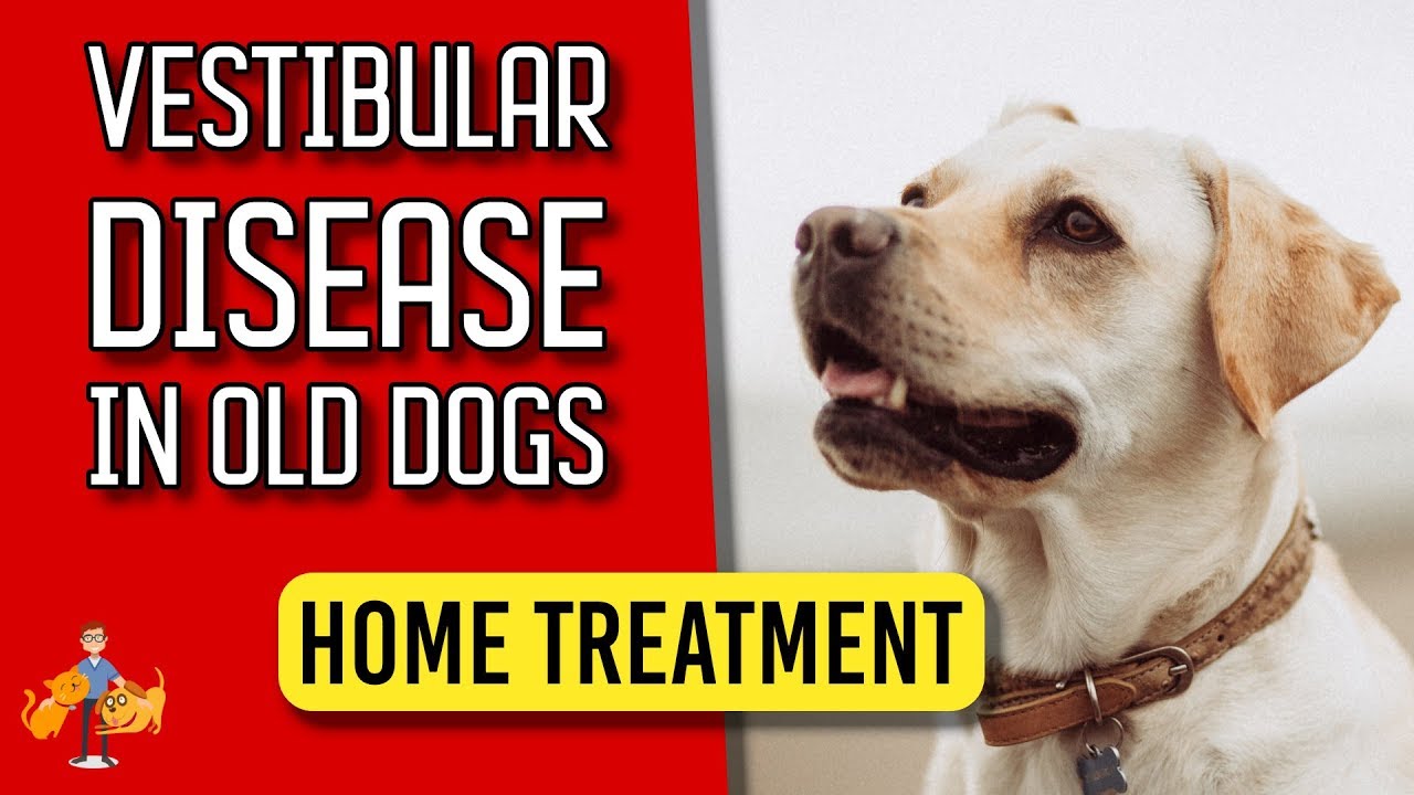 Dog Vestibular Disease Treatment