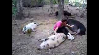 Pigs LOVE Belly Rubs! (Prissy and Bomber Show)