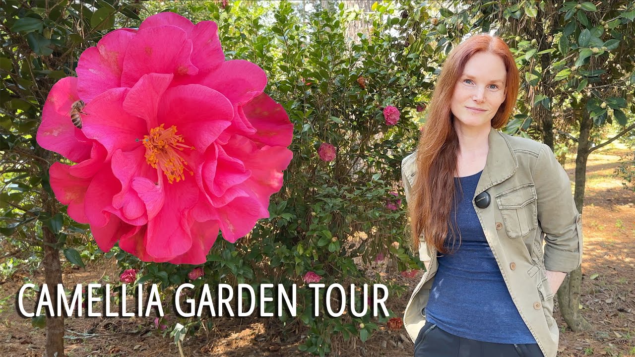 Camellia Winter Garden Flower Tour | Massee Lane Gardens 4K