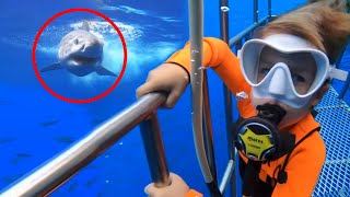 12 Times Cage Divers Messed With The Wrong Sharks