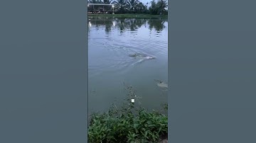 #Shorts Báo cá tra, chim năm 2024 clip 68 - Hồ Câu Vườn Dừa ấp Ngã Tư, xã Nhuận Đức, Củ Chi, HCM