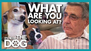 Can a Truce be Formed Between Dog and Grandpa? | It's Me or The Dog