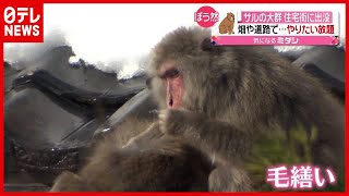 住宅街で“サル２０匹”がやりたい放題…おんぶで余裕の逃走　富山（2021年1月5日放送「news every.」より）