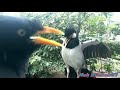 Jalak Kebo Vs Jalak Suren Cocok Untuk Masteran Burung Murai Batu Mp3 - Mp4 Download