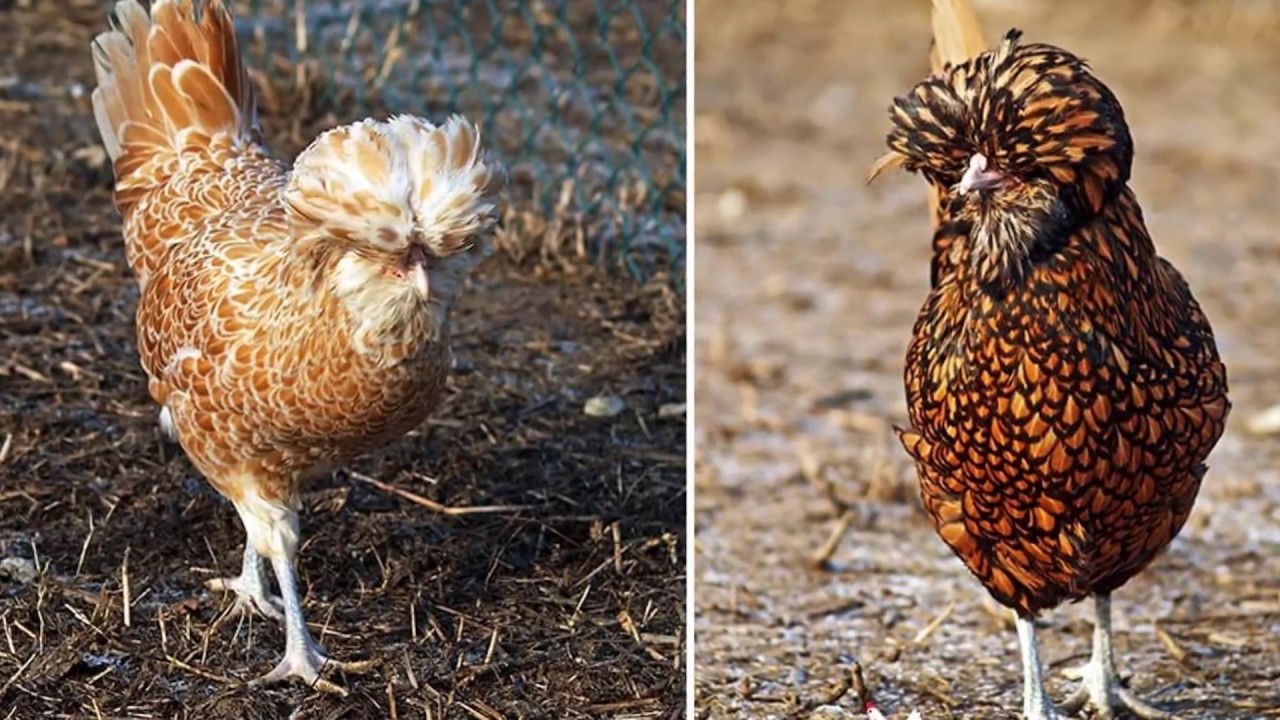 10 อันดับ สายพันธุ์ไก่ แปลกๆ ที่คุณอาจไม่รู้จักและเคยเห็นมันมาก่อนในชีวิต video editing software free