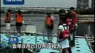 お台場でカキの水質浄化実験