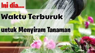 Remember‼️This is the Worst Time to Water Plants / Houseplants