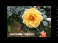 なみだの桟橋/松原のぶえ cover Nachi