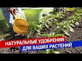 Натуральные удобрения для ваших растений